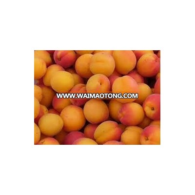 Apricot Kernels from Turkey